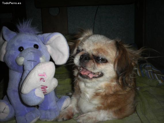 La foto del perro
