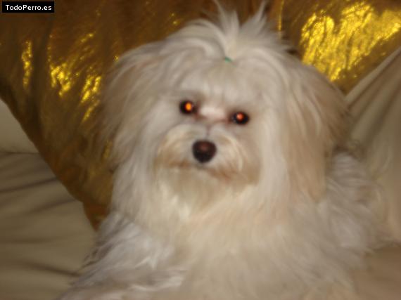 La foto del perro