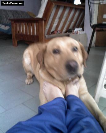 La foto del perro