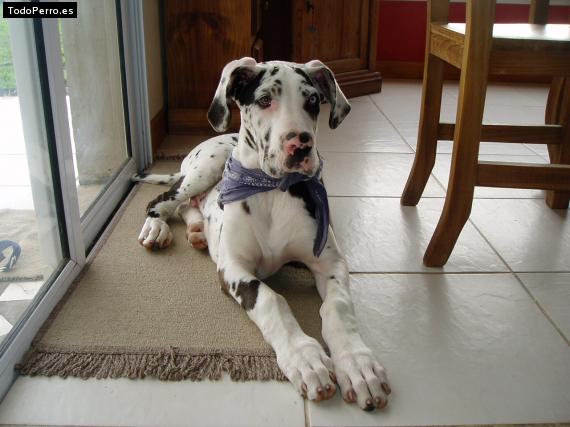 La foto del perro