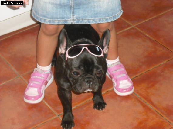La foto del perro