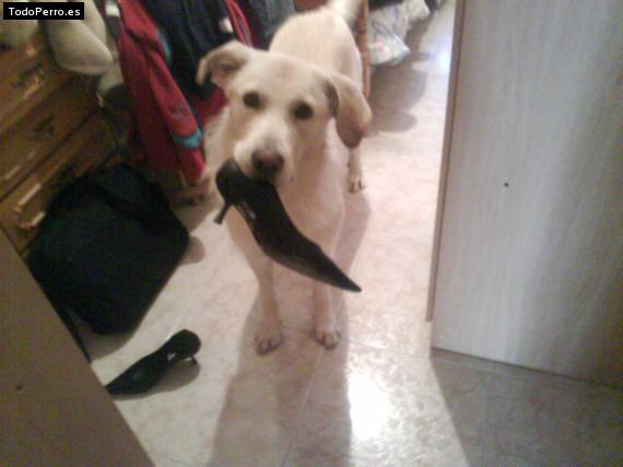 La foto del perro