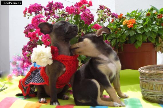 La foto del perro