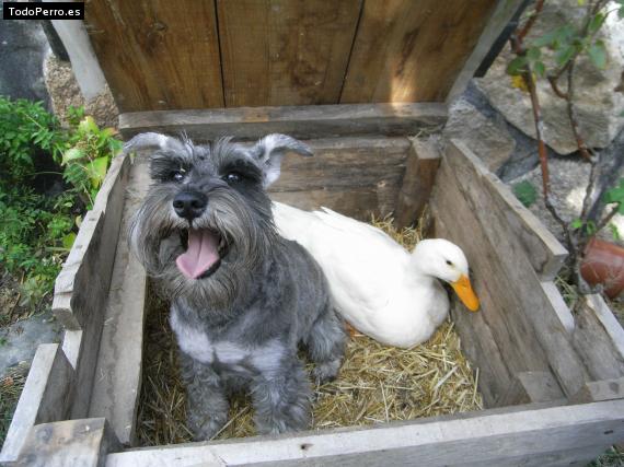 La foto del perro