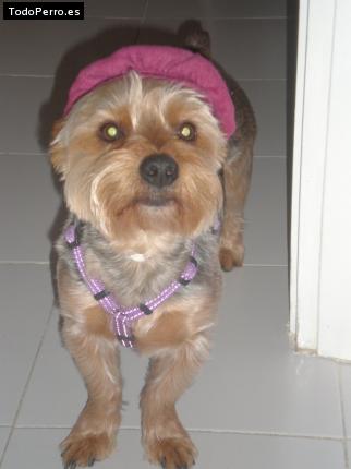 La foto del perro