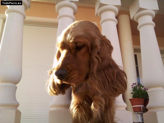 La foto del perro