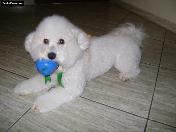 La foto del perro
