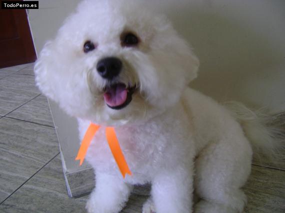 La foto del perro