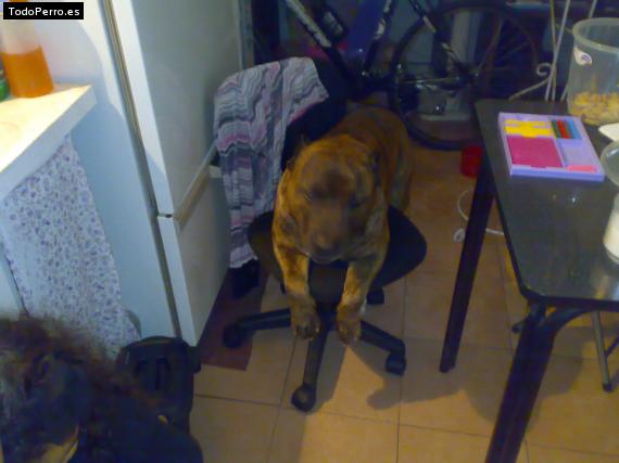 La foto del perro