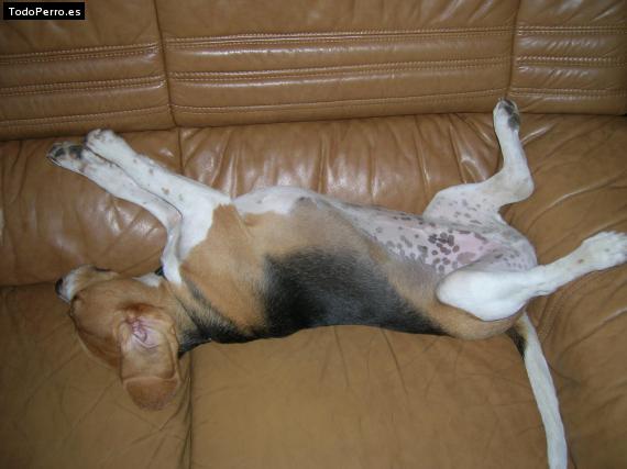 La foto del perro