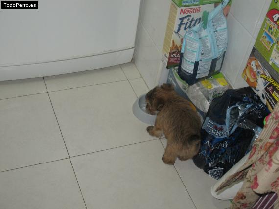 La foto del perro