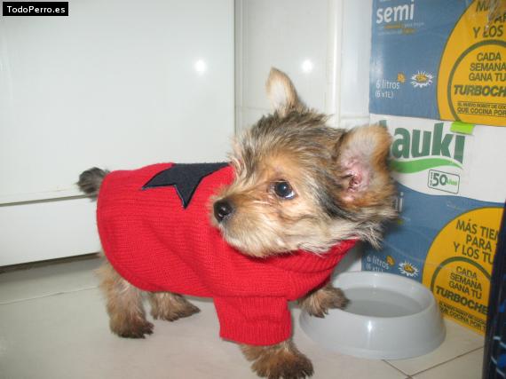 La foto del perro