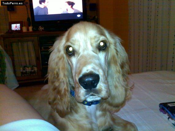 La foto del perro