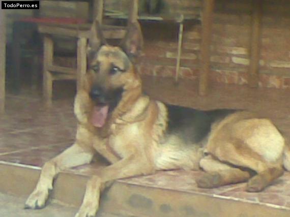 La foto del perro
