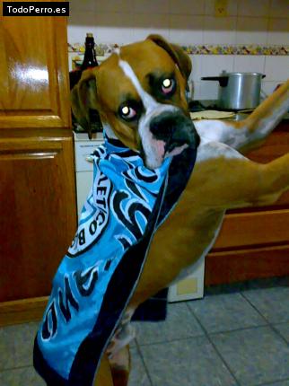 La foto del perro