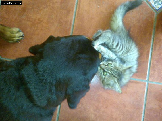 La foto del perro