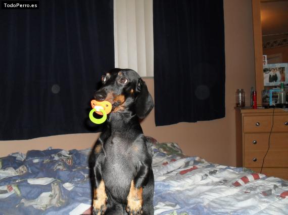 La foto del perro