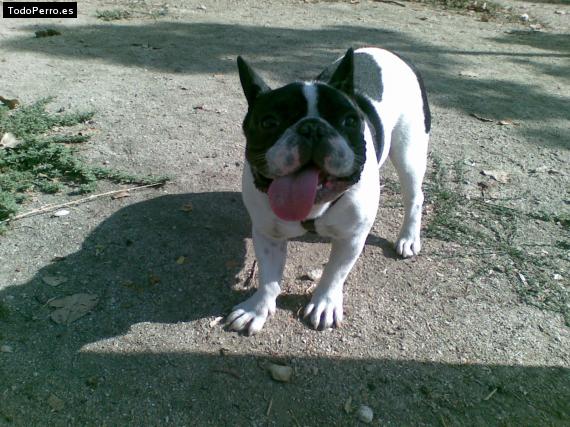La foto del perro
