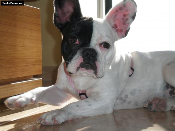 La foto del perro