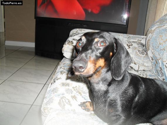 La foto del perro