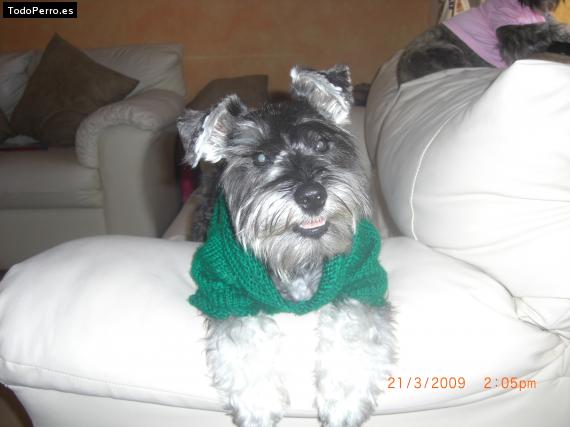 La foto del perro