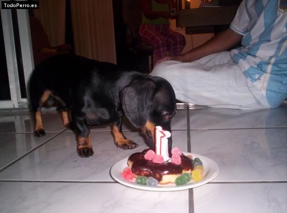 La foto del perro