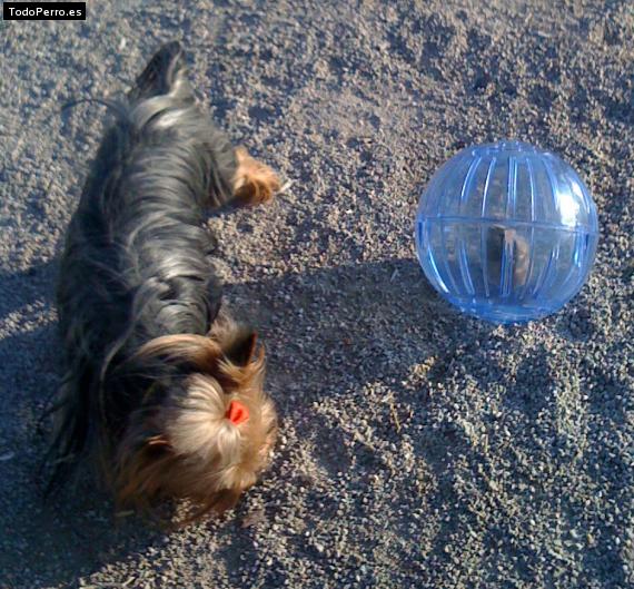 La foto del perro