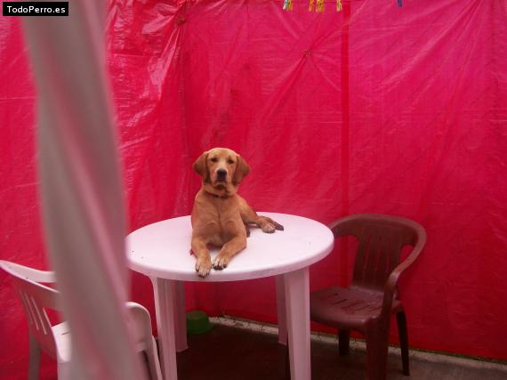 La foto del perro