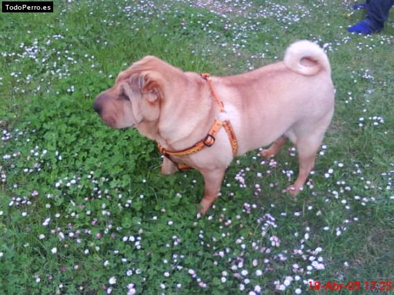 La foto del perro