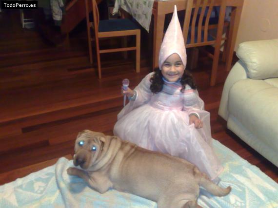 La foto del perro