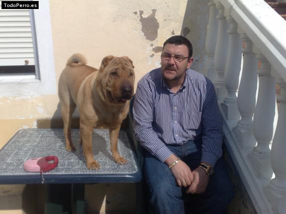 La foto del perro
