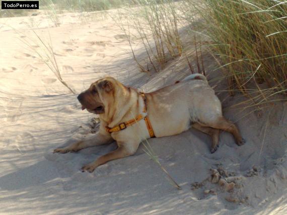 La foto del perro