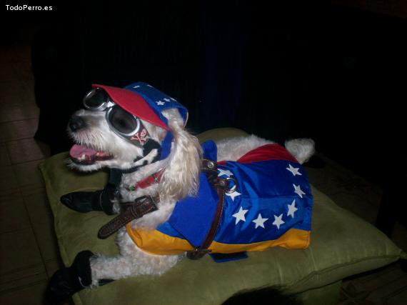 La foto del perro