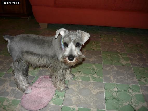 La foto del perro