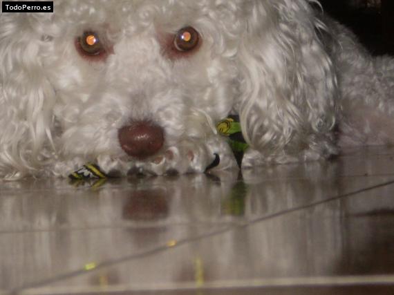 La foto del perro