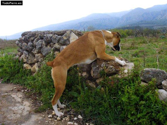 La foto del perro