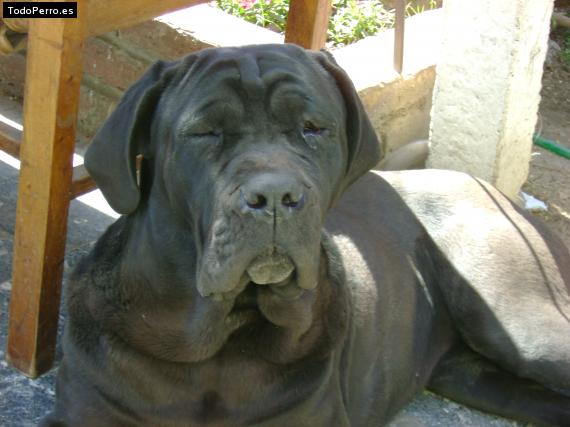 La foto del perro