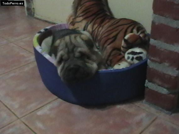 La foto del perro