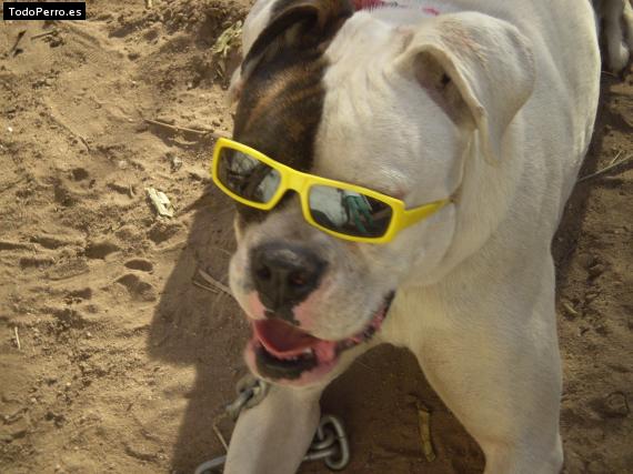 La foto del perro