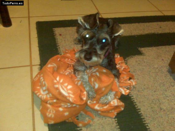 La foto del perro