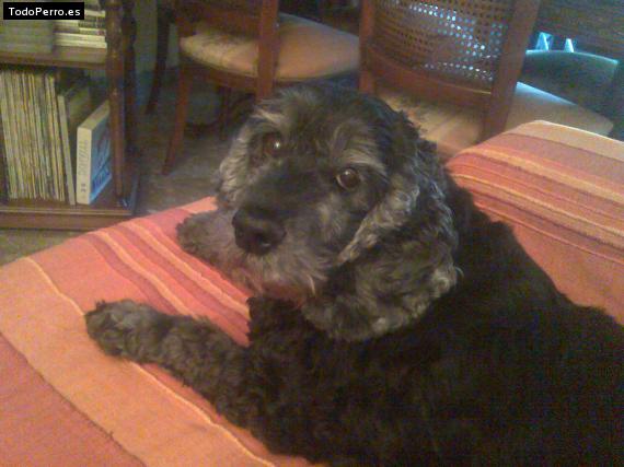 La foto del perro
