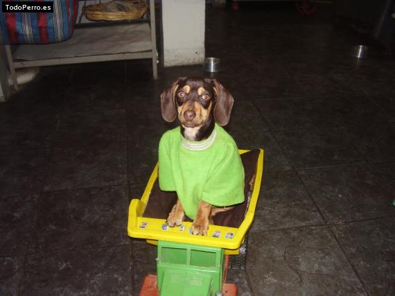 La foto del perro
