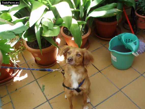 La foto del perro