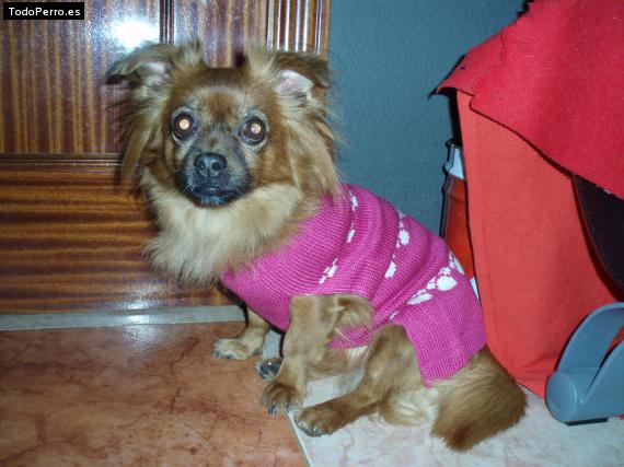 La foto del perro