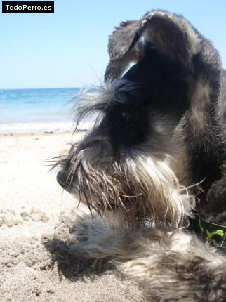 La foto del perro