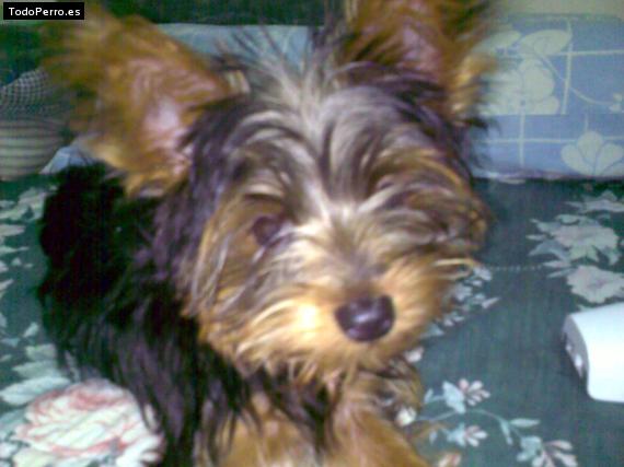 La foto del perro