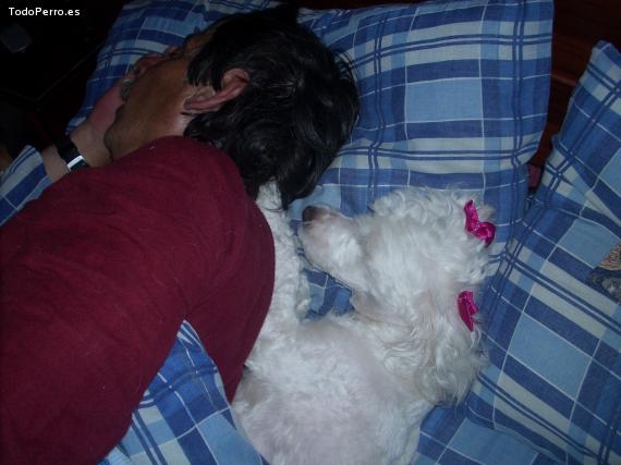 La foto del perro
