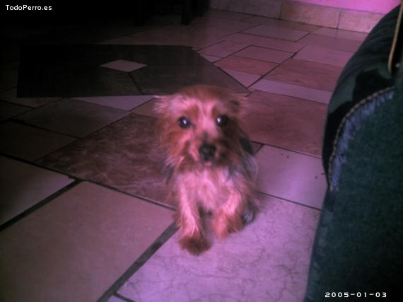 La foto del perro