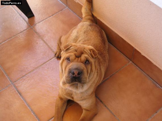 La foto del perro