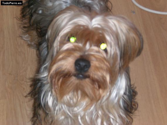 La foto del perro